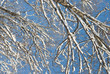 Branches with Snow