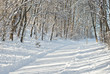 Snowy Lane