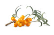 sea buckthorn branch