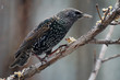 European Starling