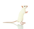 funny little rat, isolated on white