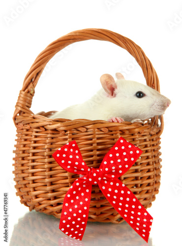 Photo: funny little rat in basket, isolated on white funny little rat in basket, isolated on white