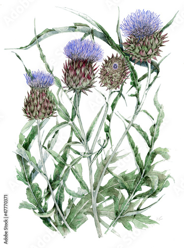 Illustration: Cynara cardunculus - cardo fiore Cynara cardunculus - cardo fiore