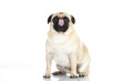 Pug - Mops