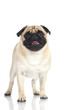 Pug - Mops