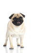 Pug - Mops