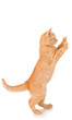 Funny redhead cat standing, isolated on white