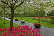spring blooming in garden