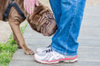 Dog Sniffing