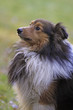 Foto: Shetland Sheepdog Shetland Sheepdog