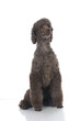 Poodle dog - Großpudel