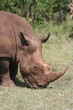 Nashorn
