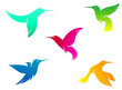 Vector: Flying color hummingbirds Flying color hummingbirds