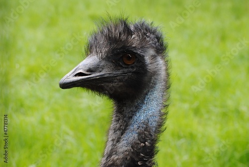 Photo: Emu Head Emu Head