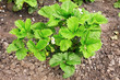 Bush of strawberries.