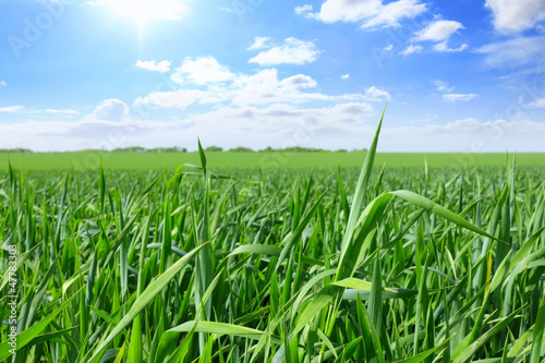 Photo: Green grass, the blue sky and white clouds Green grass, the blue sky and white clouds