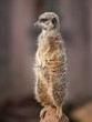 Animal life in Africa: watchful meercat
