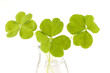 Green three leaf clover in a glass vase