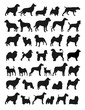 Popular dog breeds illustration