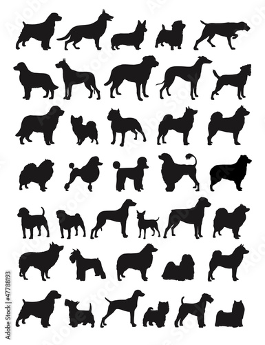 Vector: Popular dog breeds illustration Popular dog breeds illustration