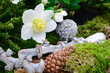 Christrose