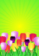 Vector: Frühlingsblumen Flyer Frühlingsblumen Flyer