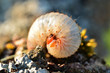 Grub