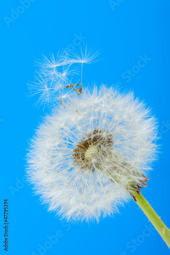 Photo: Dandelion on a blue background Dandelion on a blue background
