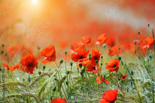 Photo: Poppies Poppies