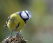 canvas print picture - blue tit