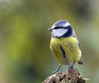 canvas print picture - blue tit