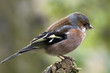 canvas print picture - male chaffinch