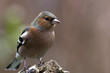 canvas print picture - chaffinch - vink