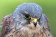 canvas print picture - kestrel - torenvalk