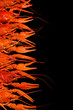 Tasty boiled crayfishes isolated on black