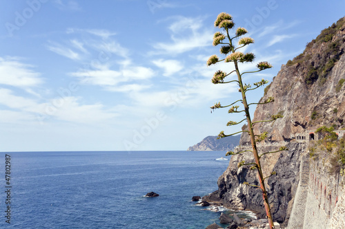 Photo: walk the cinque terre walk the cinque terre