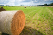 hay rolls on a green field