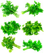 Collage  of Fresh parsley on white. Isolated