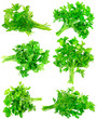 Collage  of Fresh parsley on white. Isolated
