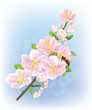 Blooming branch