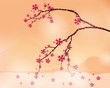 background  with cherry blossom