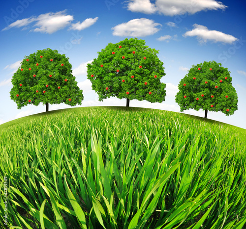 Photo: apple trees apple trees