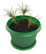 Photo: Three pines in a pot Three pines in a pot