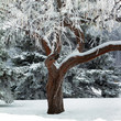 Magical winter tree