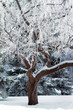 Magical winter tree