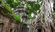 Ta Prohm trees, Angkor Wat