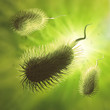 Bacteria