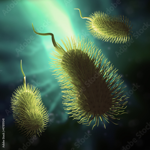 Illustration: Bacteria Bacteria