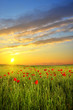 field with poppies