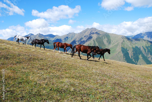 Photo: running horses mountains running horses mountains